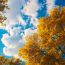 2018Nature___Seasons___Autumn_Covered_with_yellow_leaves_the_trees_against_the_blue_sky_in_autumn_127528_