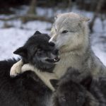 Про обобщенный личностный конфликт на примере притчи про двух волков. Часть 1