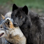 Про обобщенный личностный конфликт на примере притчи про двух волков. Часть 2