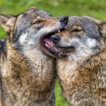 Про обобщенный личностный конфликт на примере притчи про двух волков. Часть 3